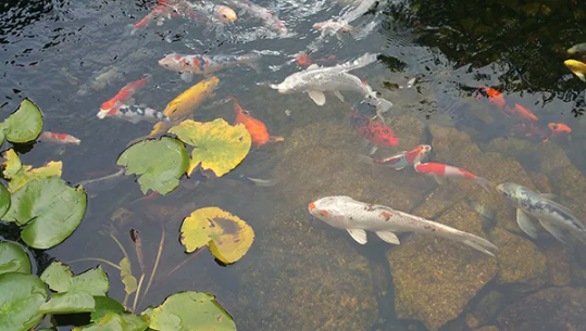 Pond Fish